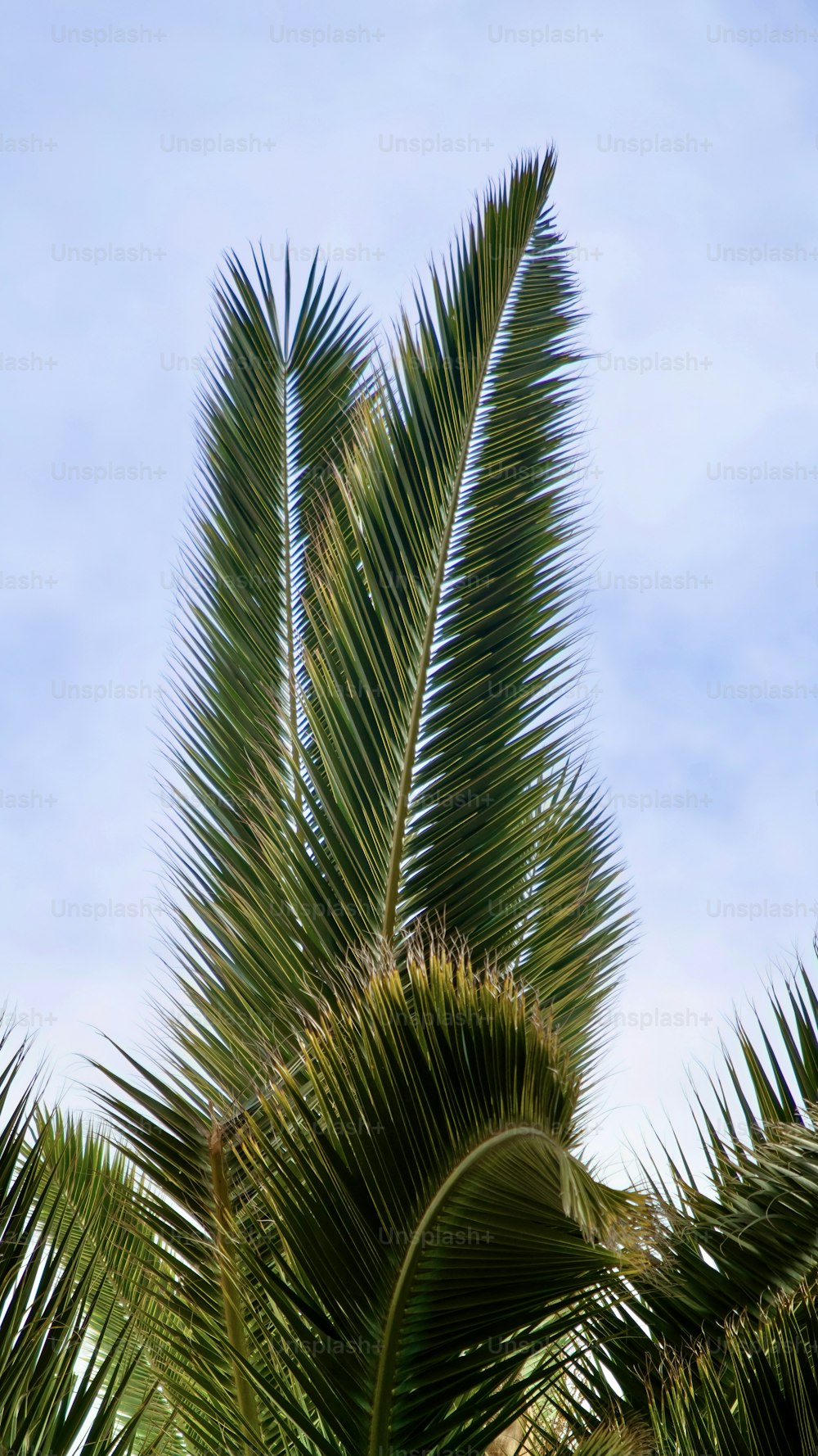 um close up de uma palmeira com um céu azul no fundo