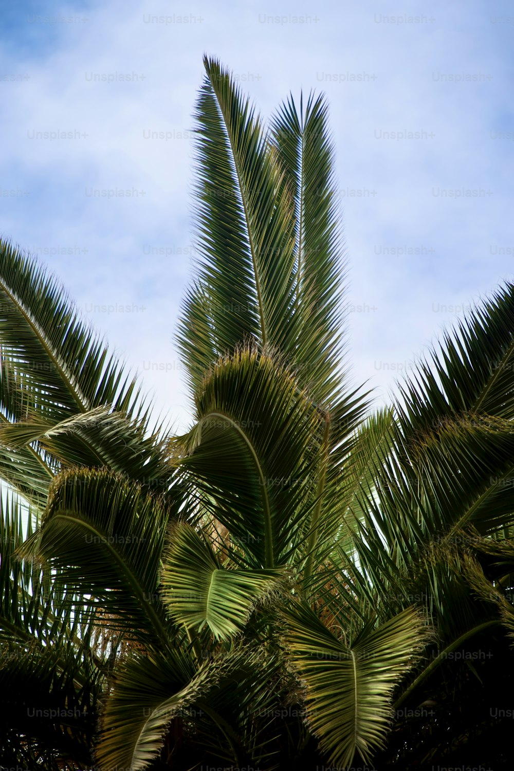 a palm tree with a blue sky in the background