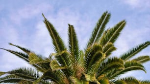 a palm tree with a blue sky in the background