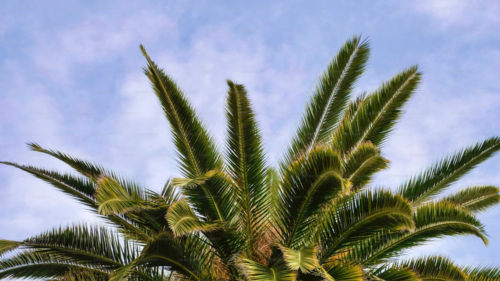 Eine Palme mit blauem Himmel im Hintergrund