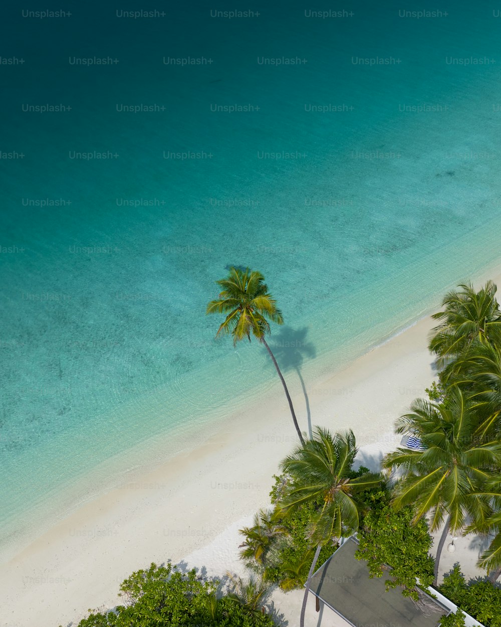 an aerial view of a beach with palm trees