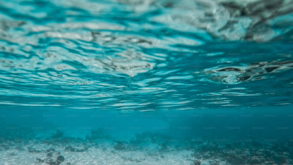 an underwater view of the ocean floor