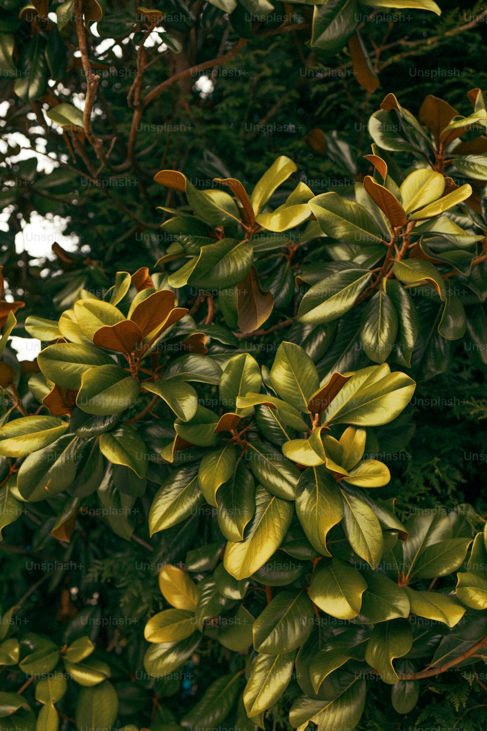 a close up of a tree with green leaves