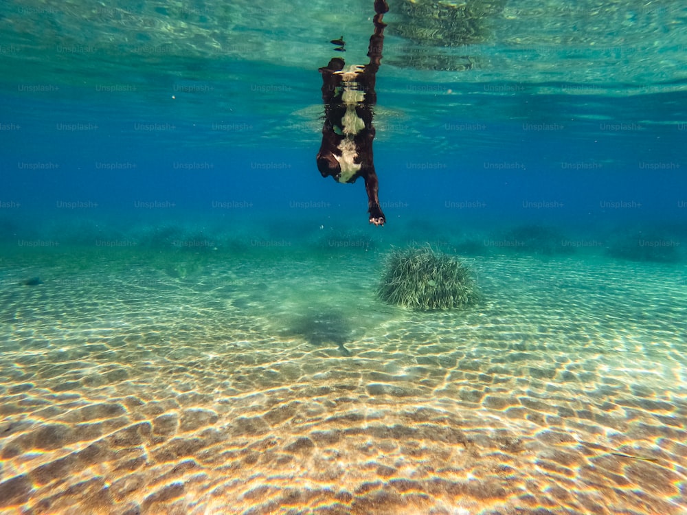 a person diving in the water with a surfboard