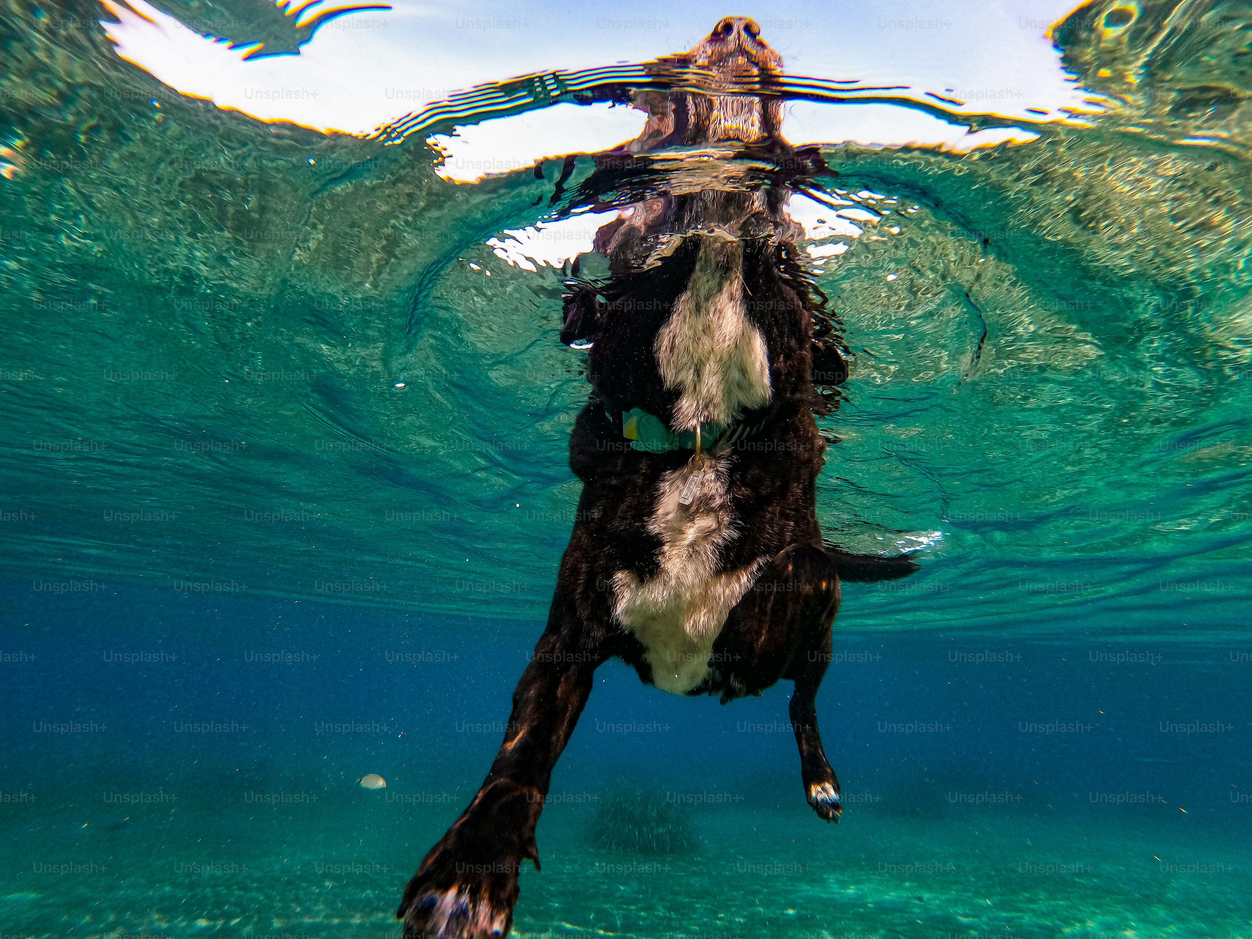 a black and white dog swimming under water