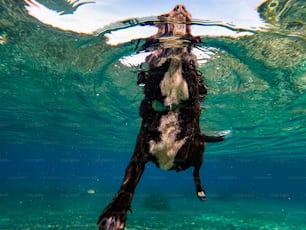 Un chien noir et blanc nageant sous l’eau