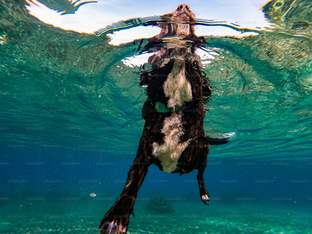 a black and white dog swimming under water