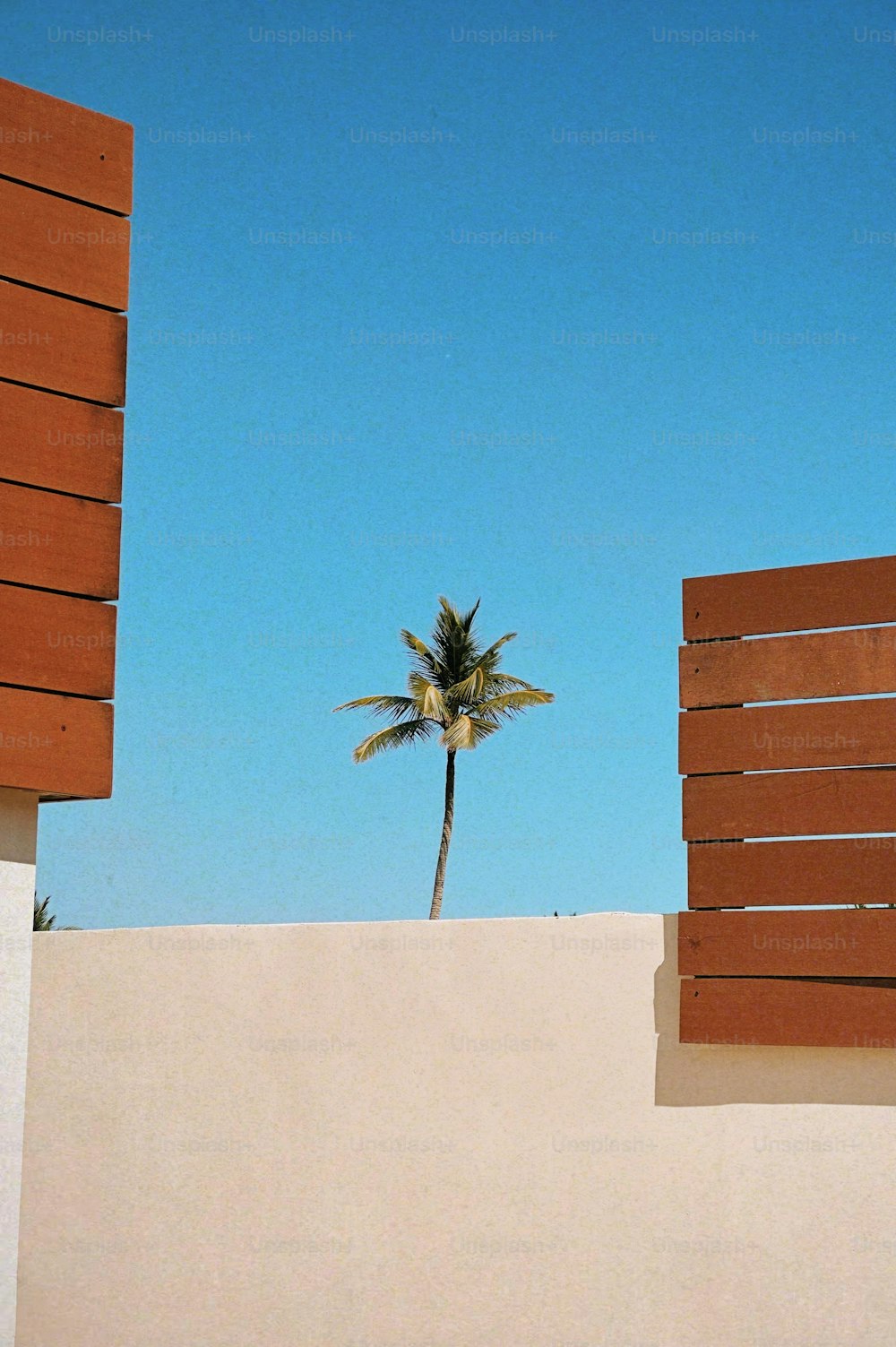 uma palmeira alta sentada ao lado de um edifício