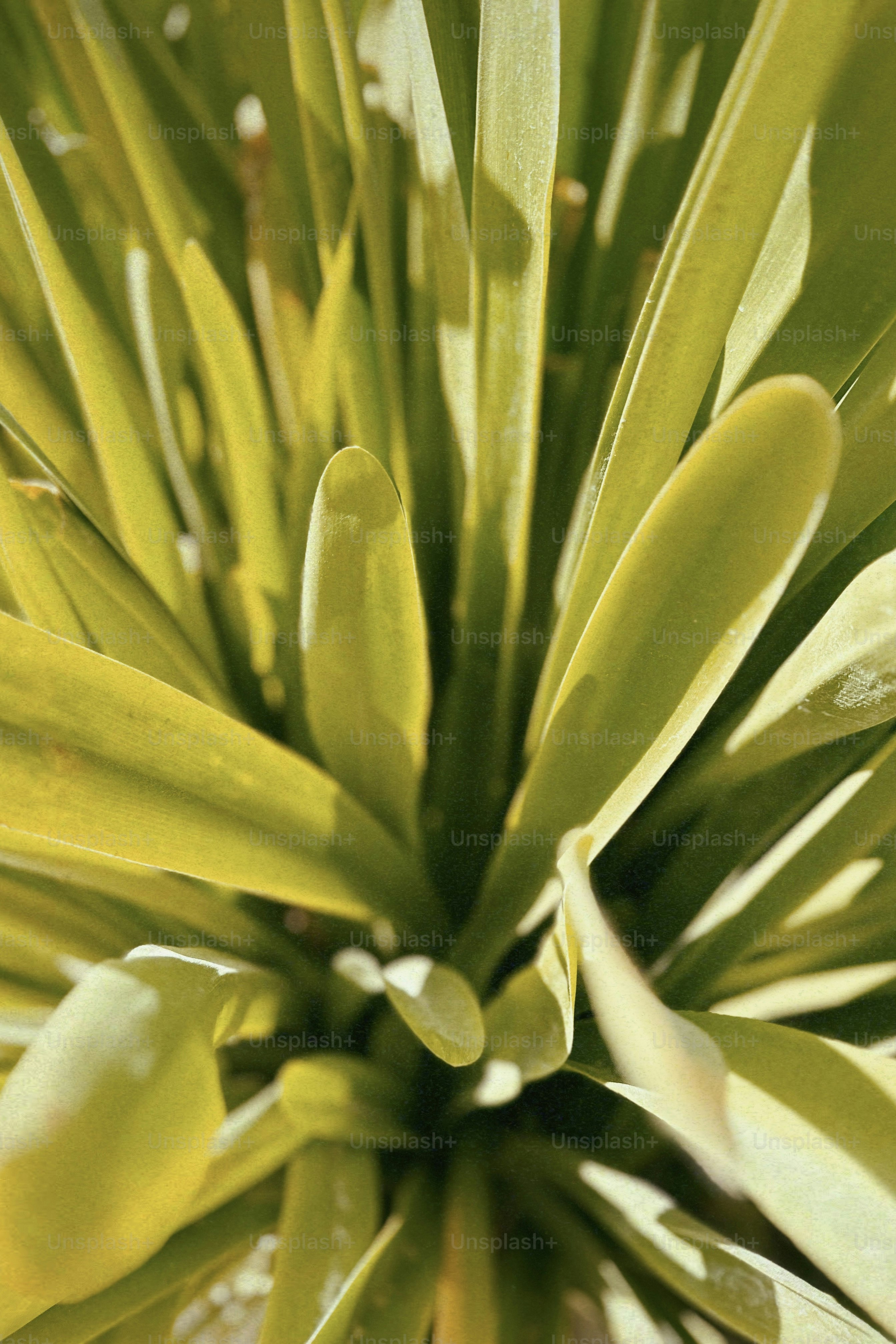 um close up de uma planta verde com muitas folhas