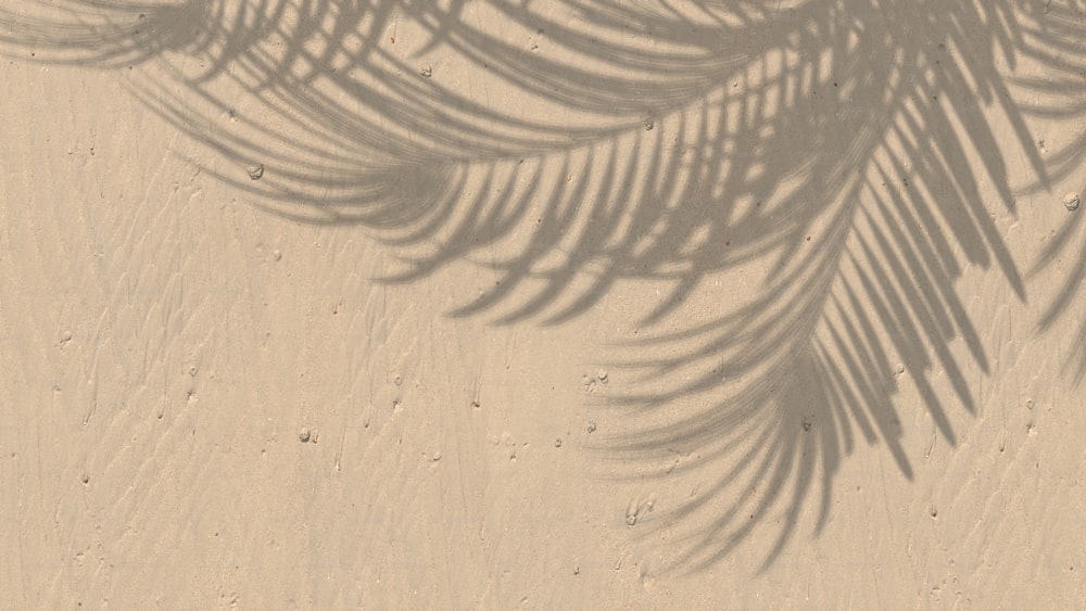 L’ombre d’un palmier sur une plage de sable