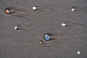 모래 해변 위에 앉아있는 조개 무리
