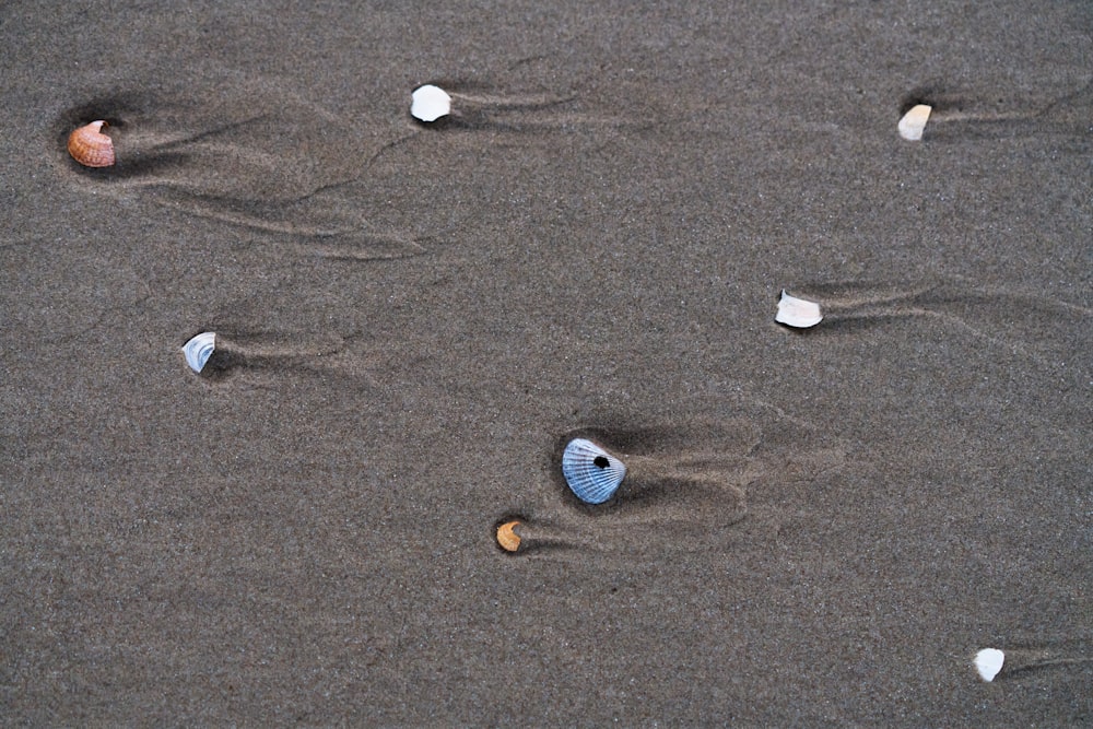 a group of shells sitting on top of a sandy beach
