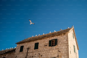 Uno stormo di uccelli seduti sulla cima di un edificio