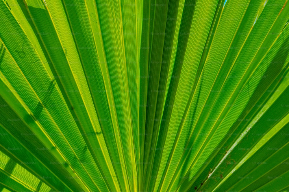 uma vista de perto de uma folha de palmeira verde