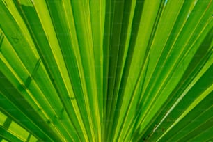 a close up view of a green palm leaf