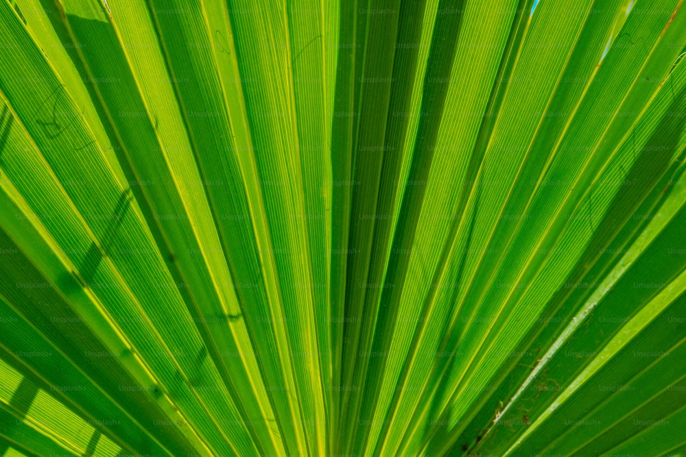 a close up view of a green palm leaf