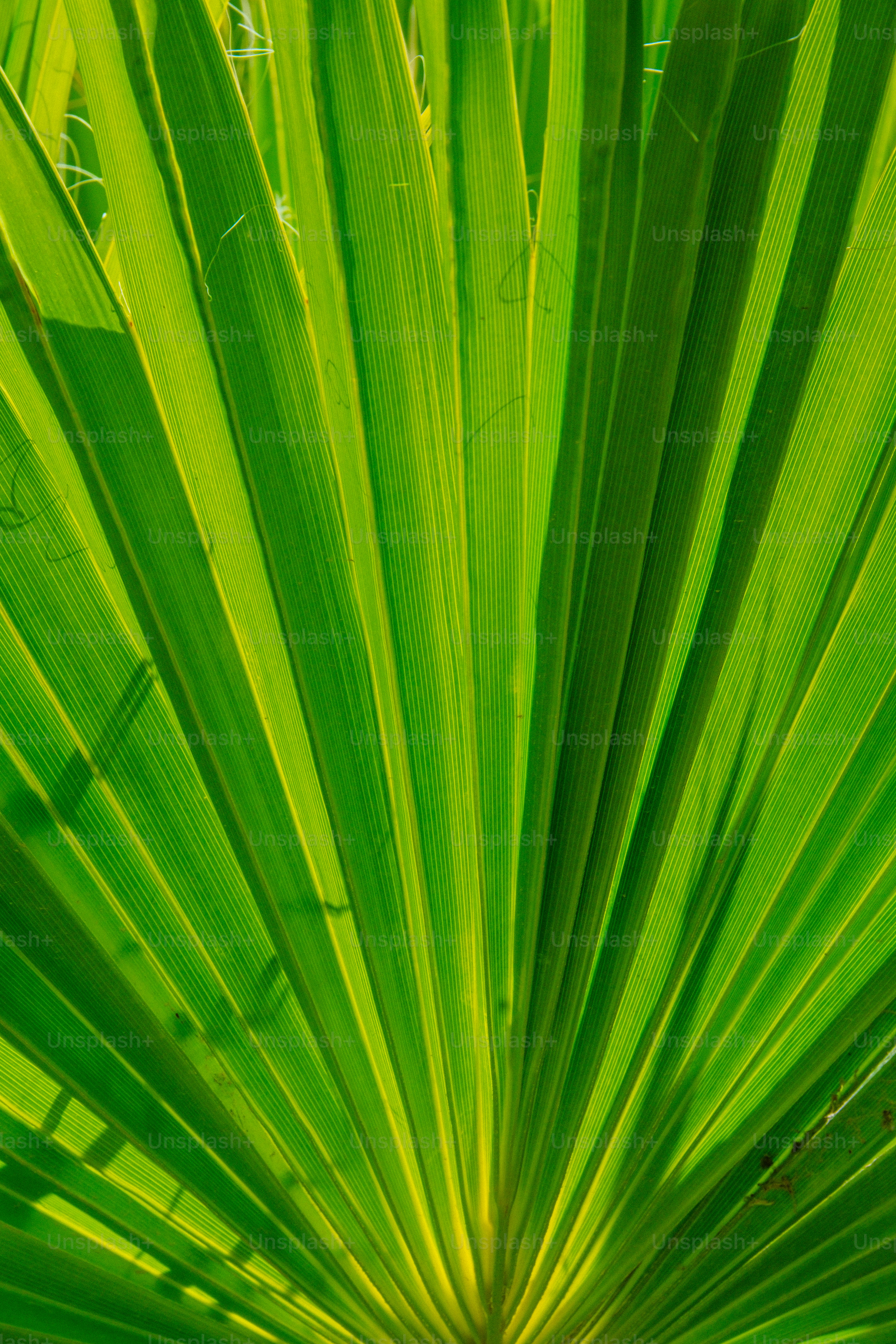 a close up of a large green leaf