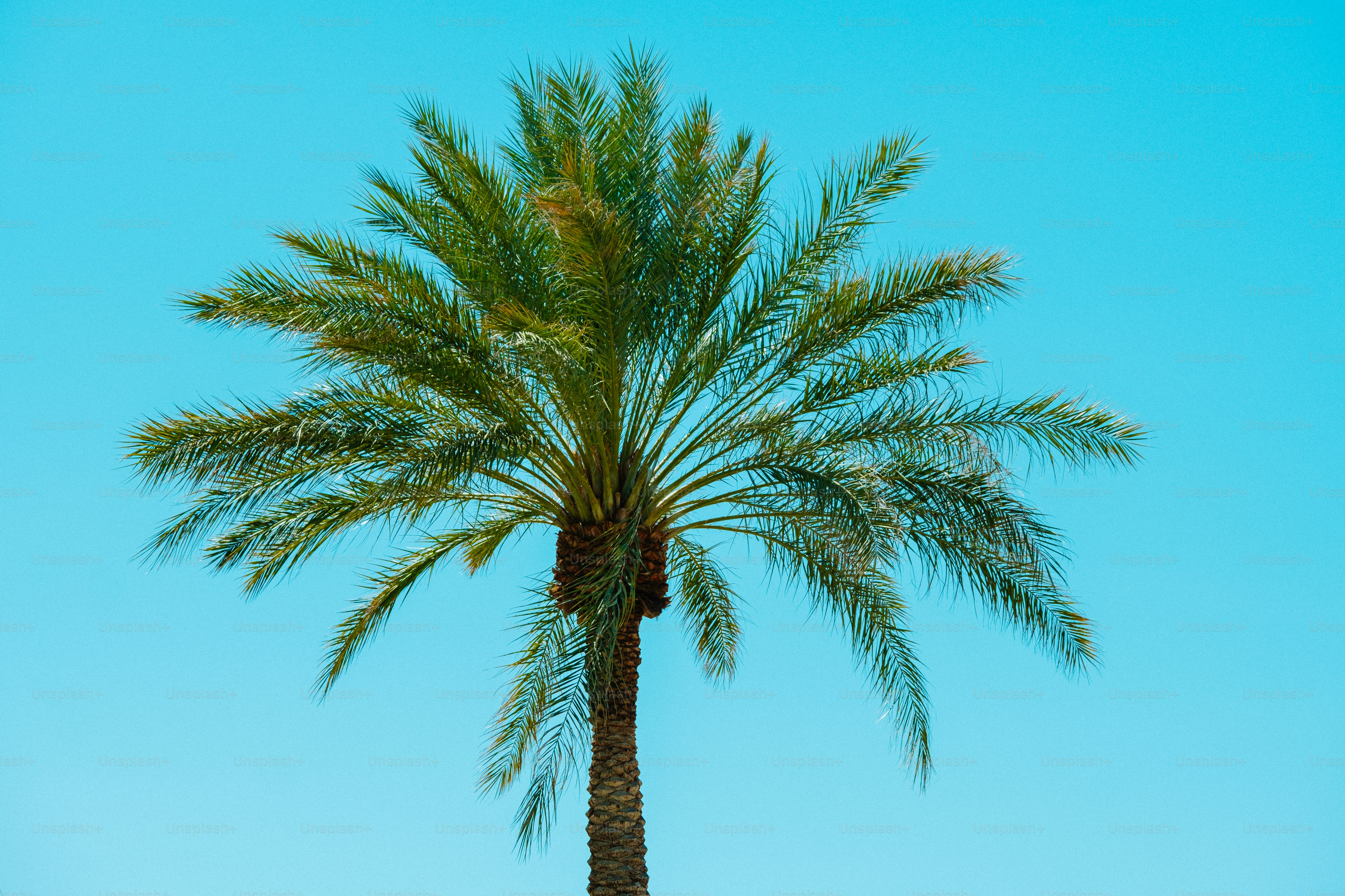 a palm tree with a blue sky in the background