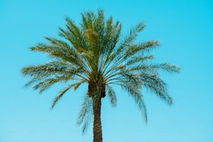 a palm tree with a blue sky in the background