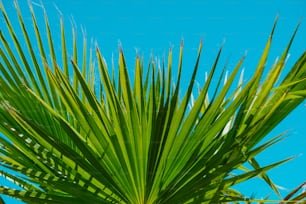 Nahaufnahme einer Palme mit blauem Himmel im Hintergrund