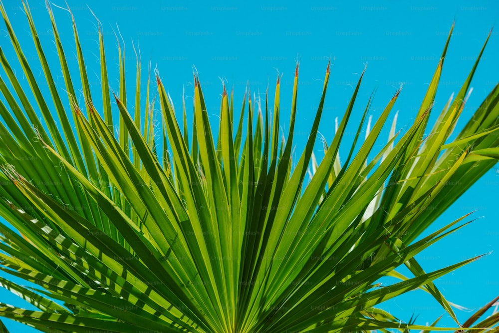 Un primo piano di una palma con un cielo blu sullo sfondo