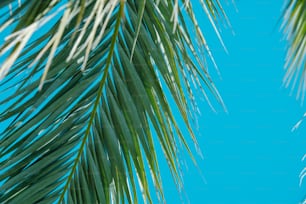 a close up of a palm tree with a blue sky in the background