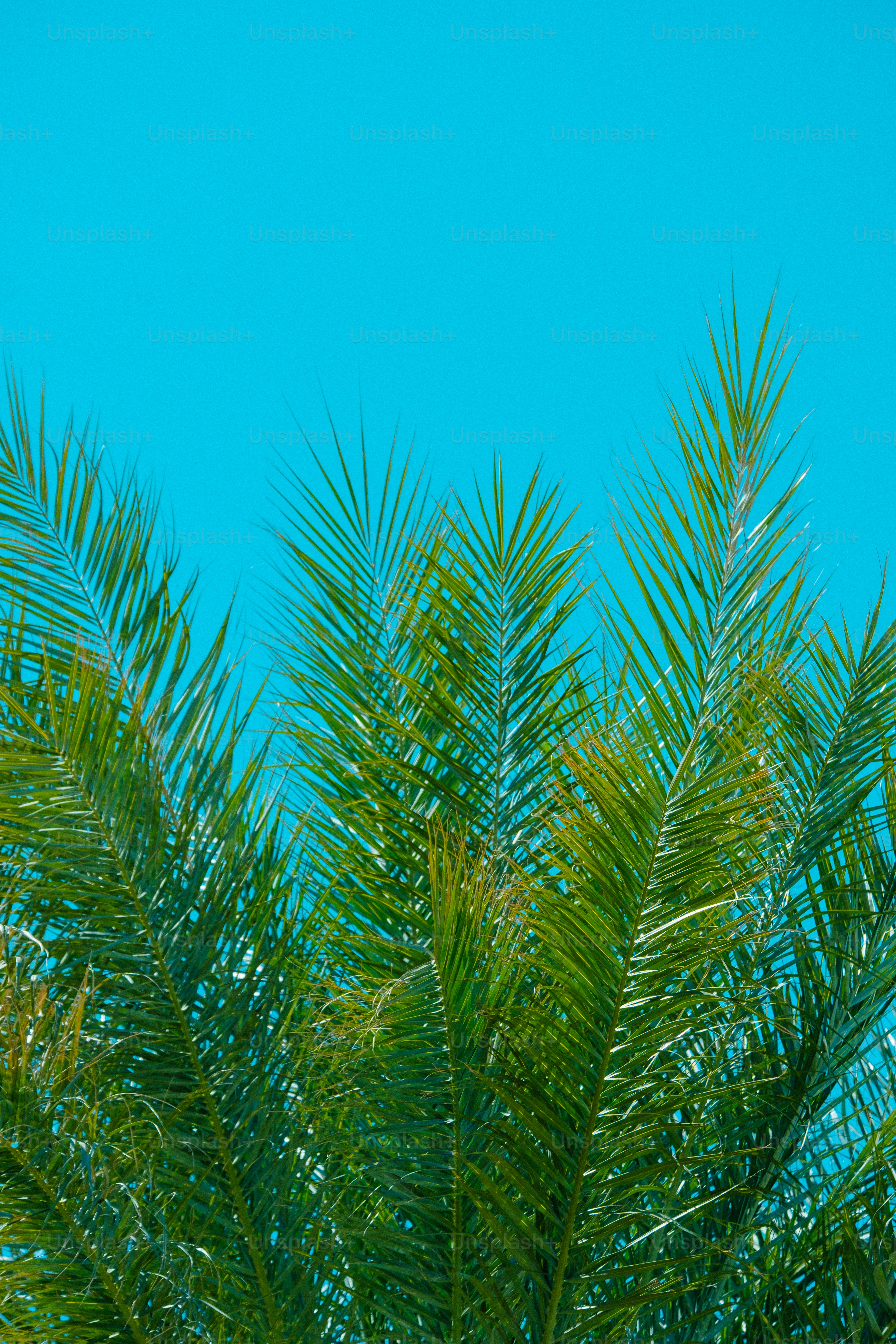 a bird perched on top of a palm tree