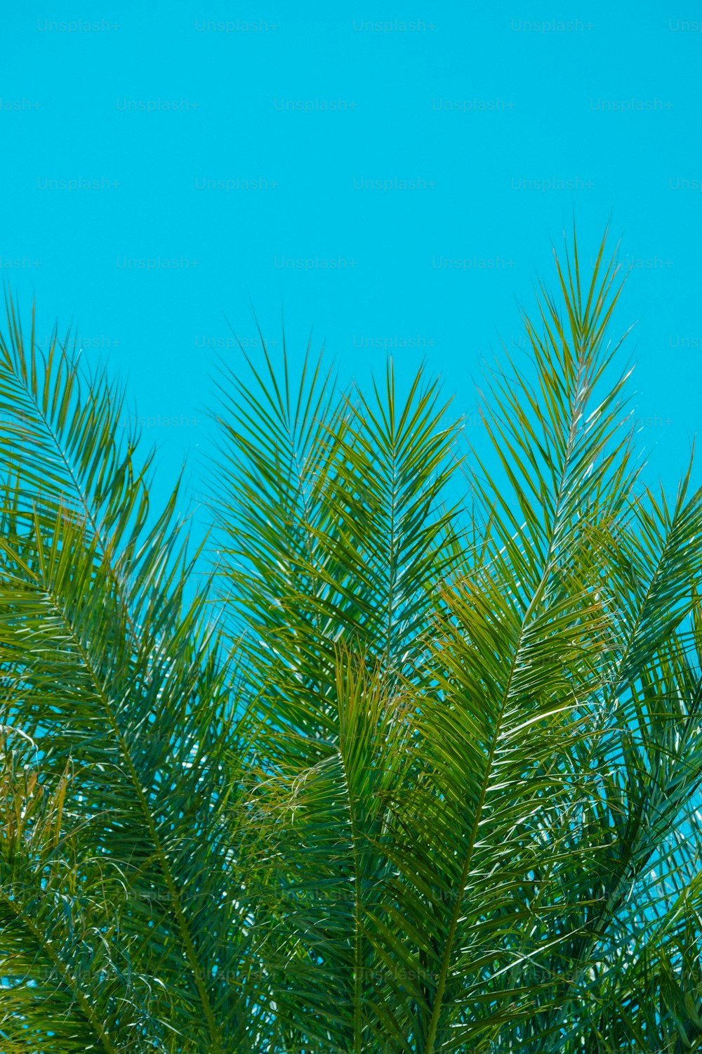 um pássaro empoleirado no topo de uma palmeira