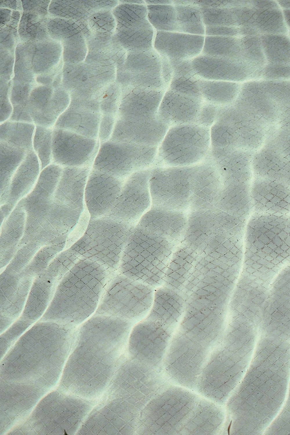 a bird is standing in the shallow water