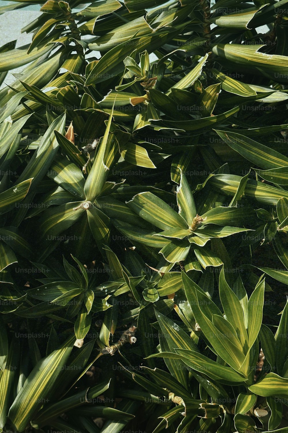 a bunch of green leaves on a tree