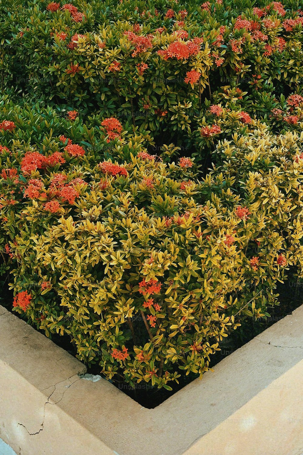 a close up of a bush with red flowers