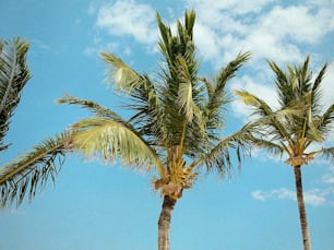 a group of palm trees blowing in the wind