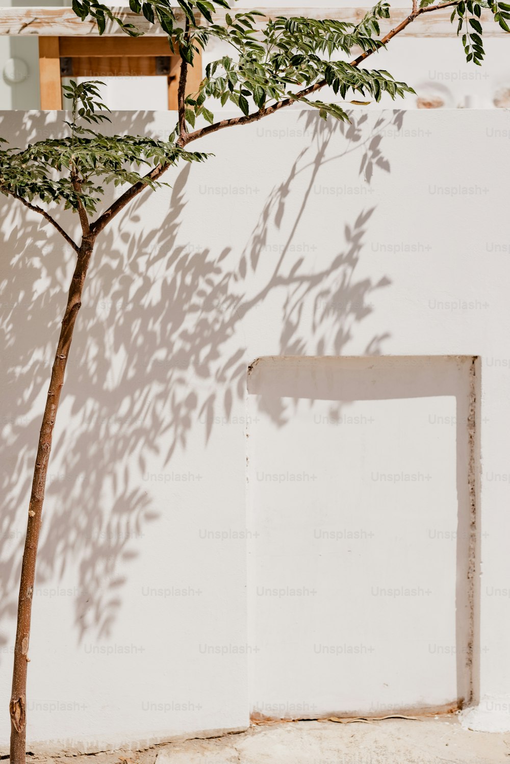 Ein Baum wirft einen Schatten auf eine weiße Wand