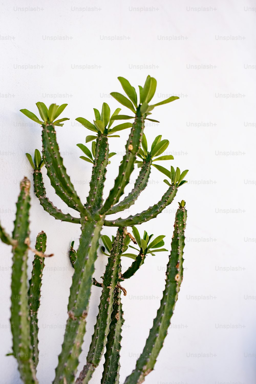 eine kleine grüne Pflanze auf einer weißen Wand