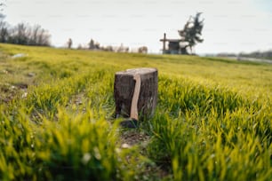 a tree stump in the middle of a grassy field