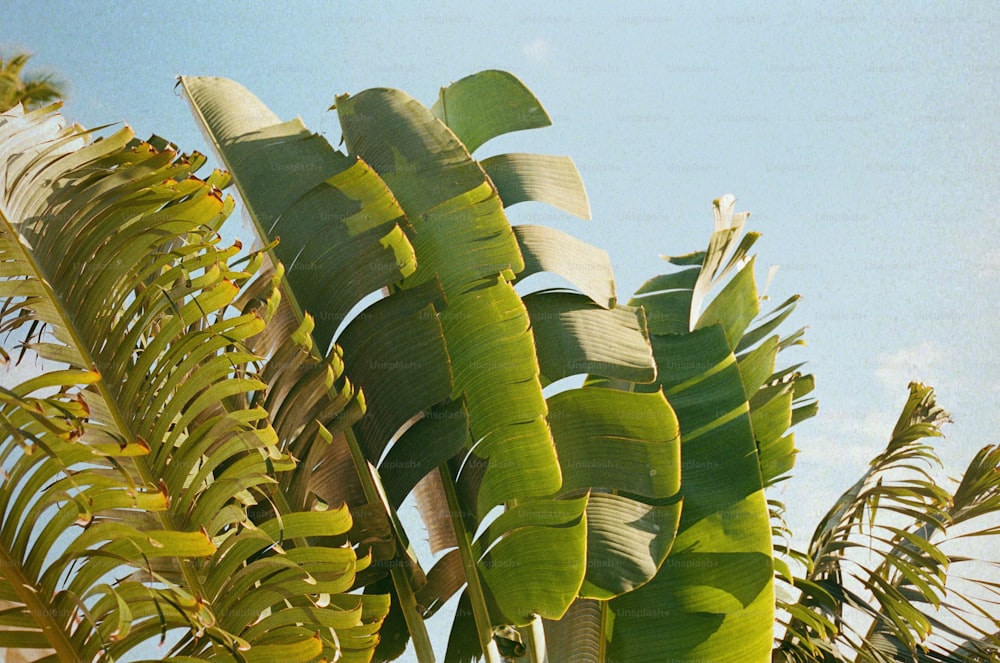 Un primer plano de un árbol de plátano con un cielo azul en el fondo