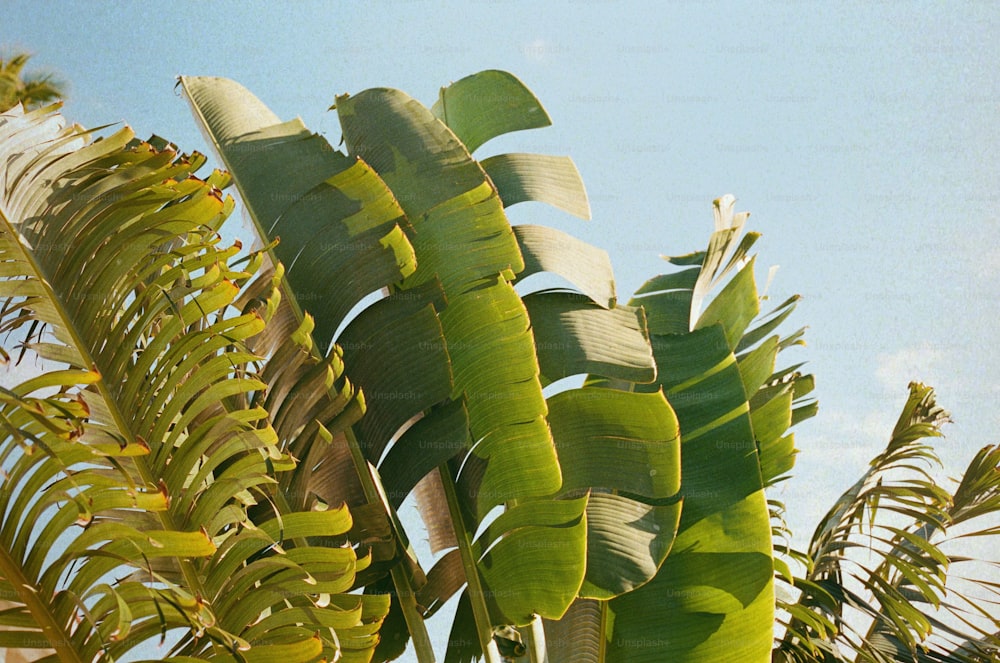 a close up of a banana tree with a blue sky in the background