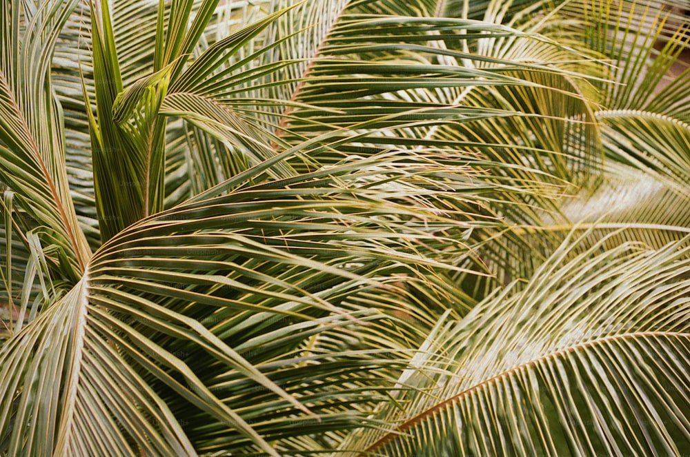 un primo piano di una palma con molte foglie