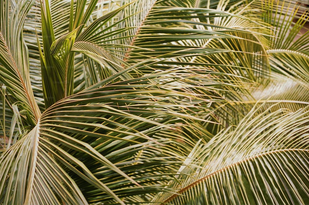 a close up of a palm tree with lots of leaves