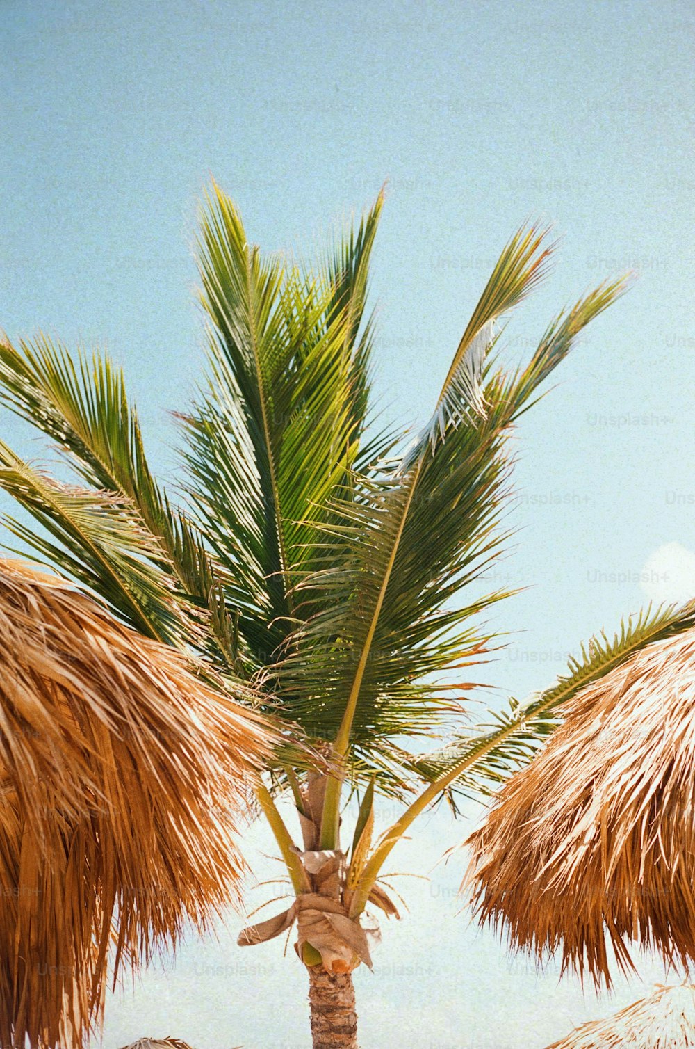 a palm tree on the beach with a blue sky in the background