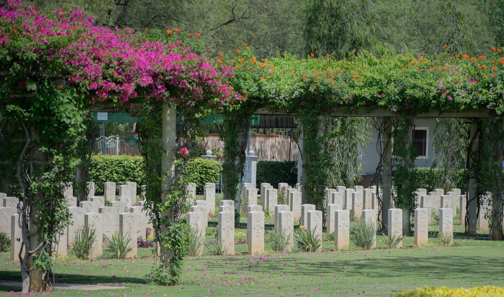 多くの墓石と��花が生えている墓地