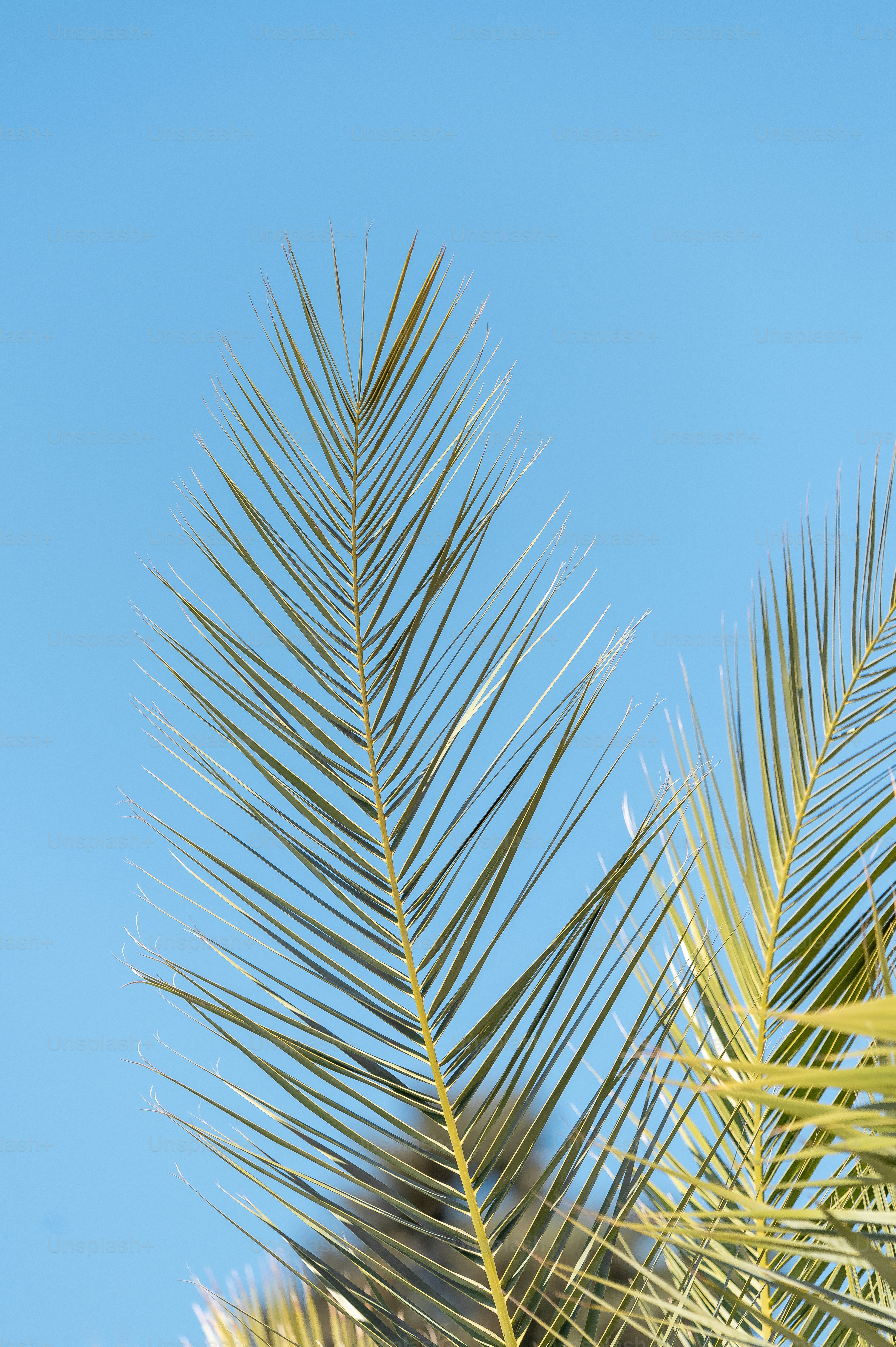 a close up of a palm tree with a blue sky in the background