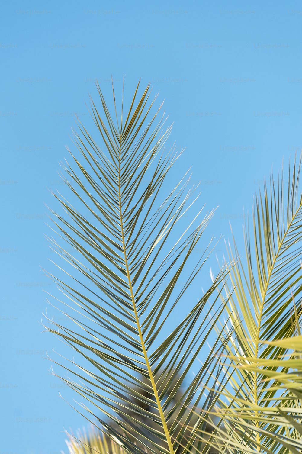 Un primer plano de una palmera con un cielo azul en el fondo
