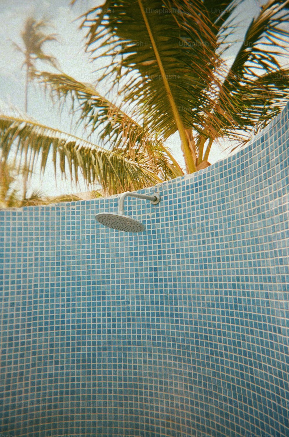 a swimming pool with a palm tree in the background