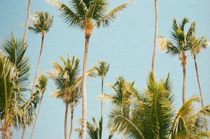 Un gruppo di palme con un cielo blu sullo sfondo