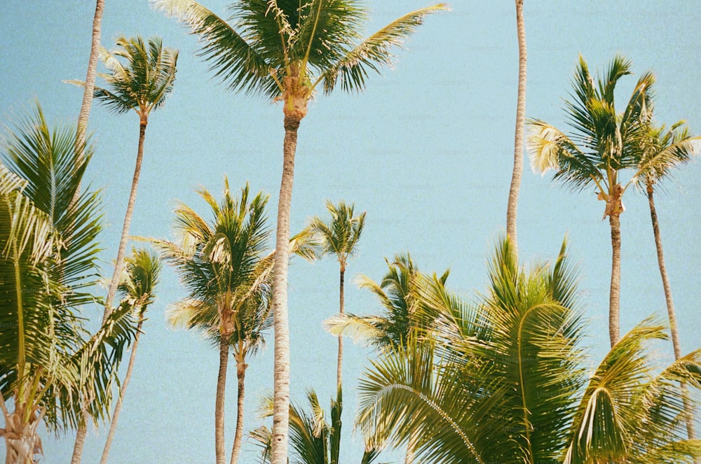 Eine Gruppe von Palmen mit blauem Himmel im Hintergrund
