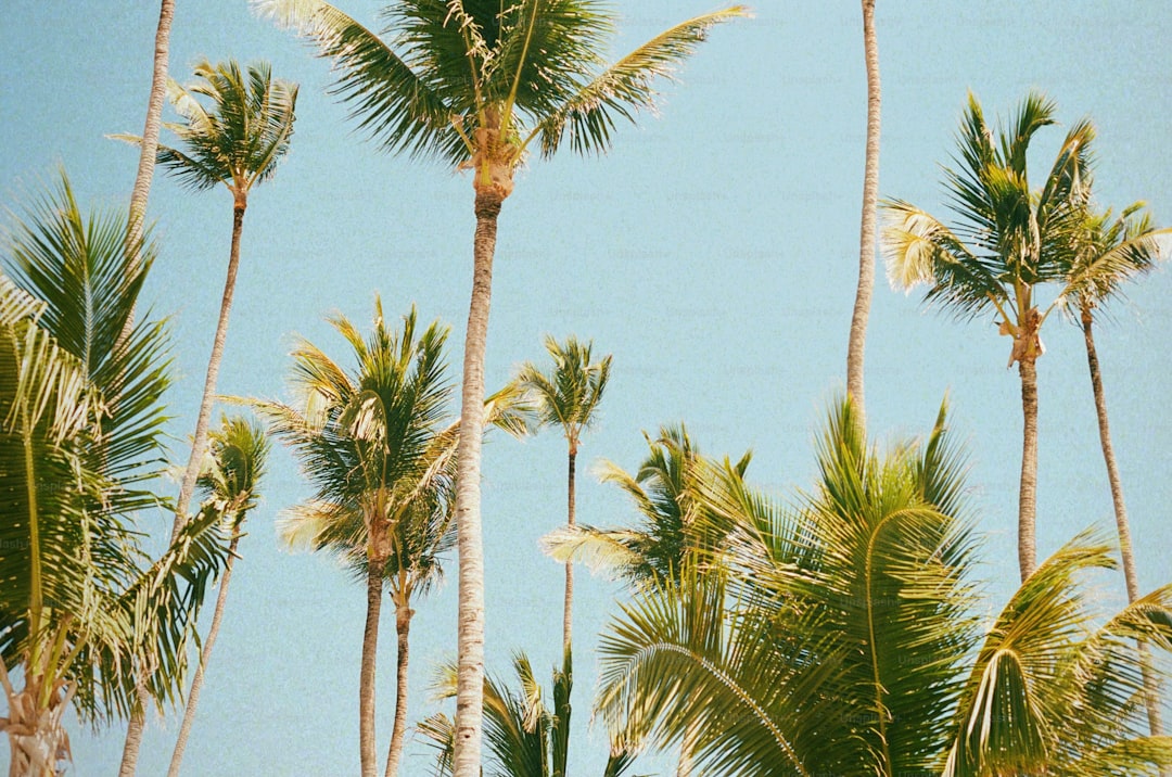 a group of palm trees with a blue sky in the background