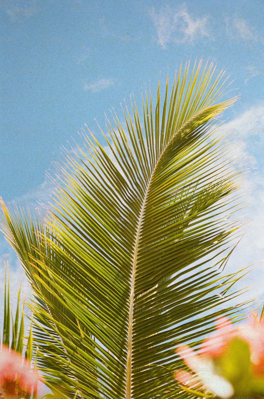 Un primo piano di una palma con un cielo blu sullo sfondo
