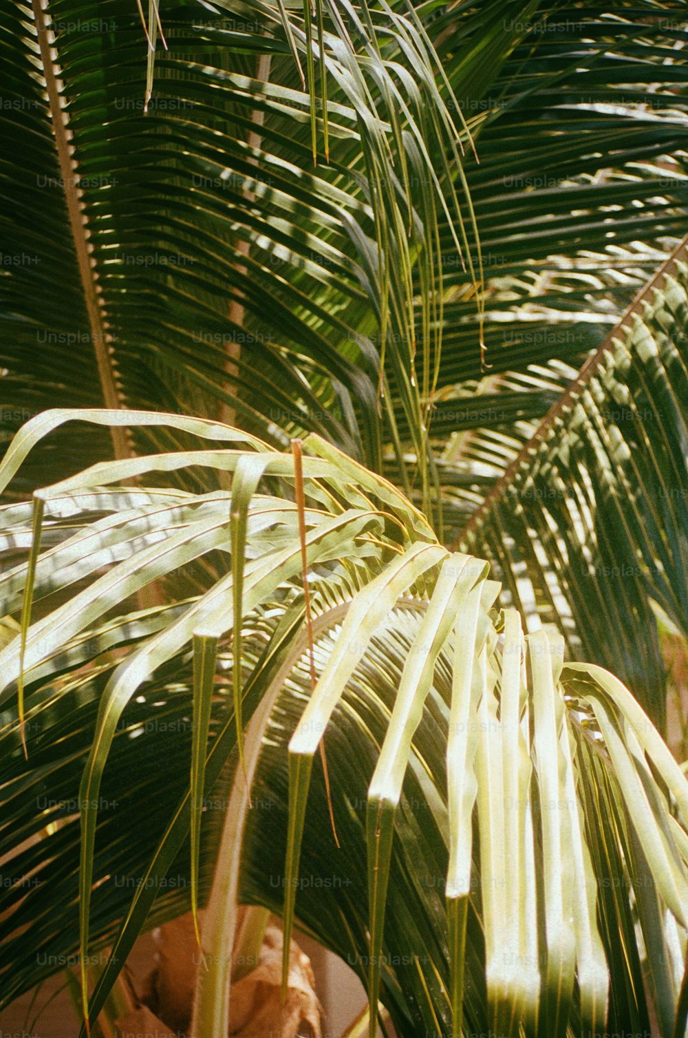 a close up of a palm tree with lots of leaves