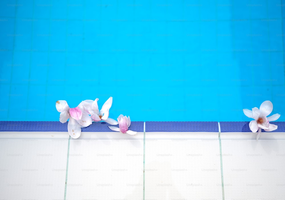 ein Schwimmbad mit Blumen am Rand des Pools